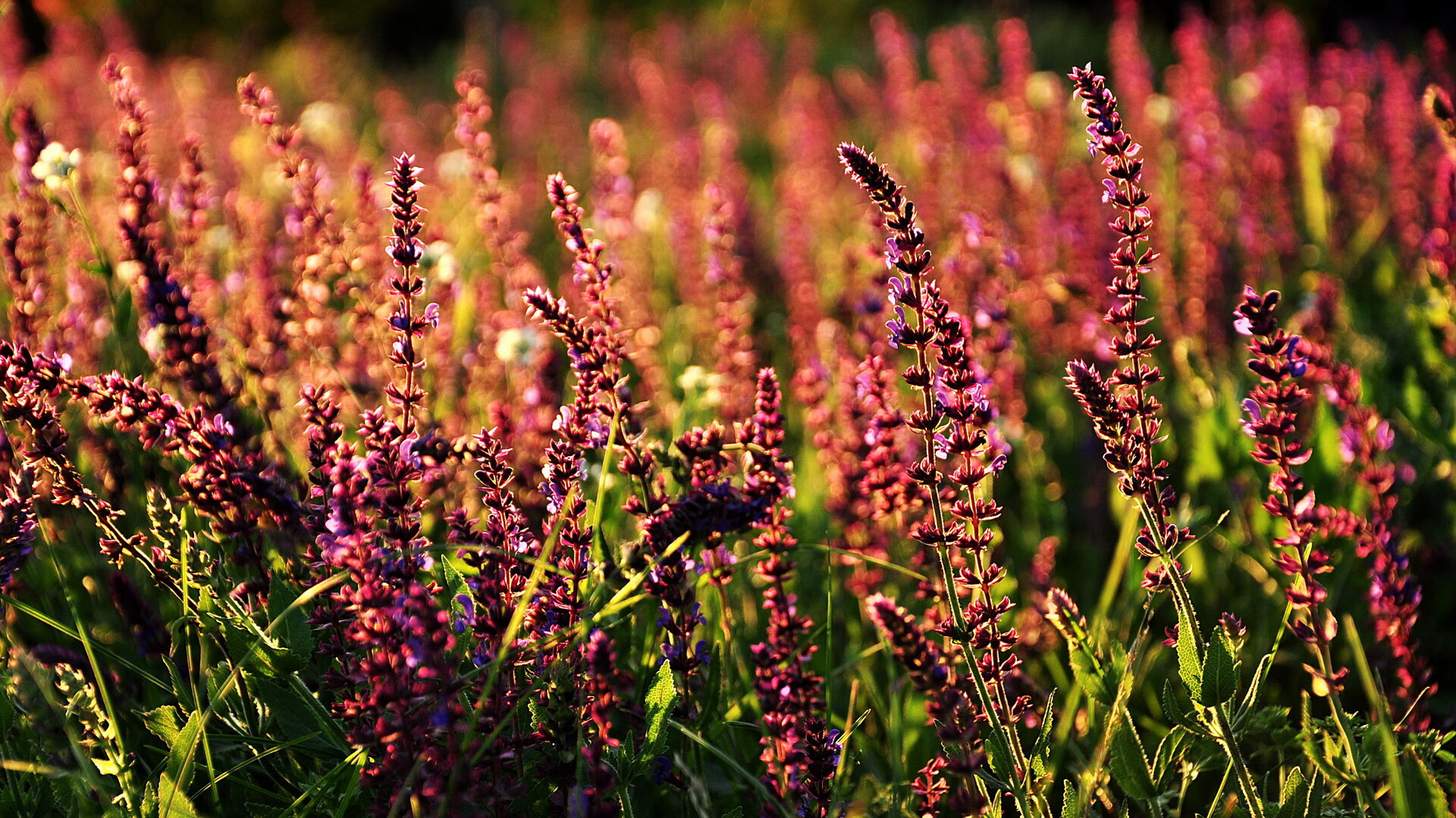 《Valorant全明星对抗赛,电竞星光璀璨》,valorant国内战队