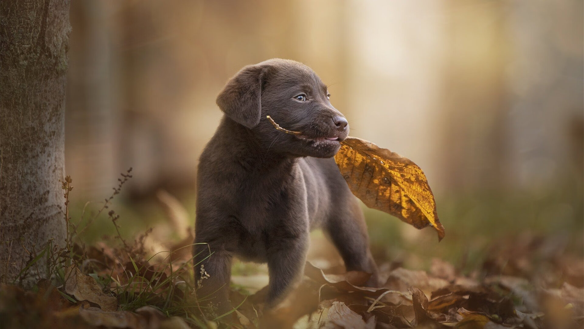 《《使命召唤：现代战争3》上线全新多人模式》，使命召唤 现代战争 3